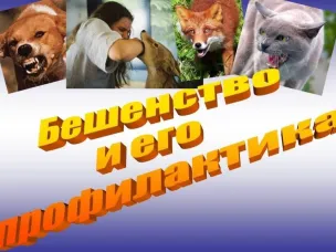 О профилактике бешенства  